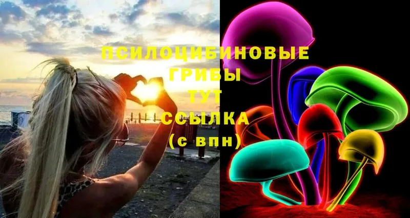 что такое наркотик  Покров  Псилоцибиновые грибы Cubensis 